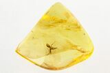 Small Fossil Ant (Formicidae) In Baltic Amber #273367-1